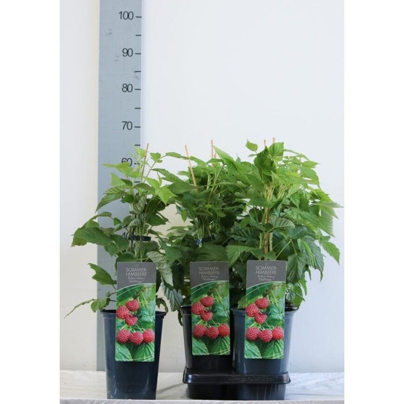 Hallon – Rubus idaeus 'Tula Magic' - C3 40-60 CM